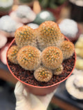 Mammillaria Carmenae Bronze Cluster #231 | Rare Cactus | 6" Live Plant
