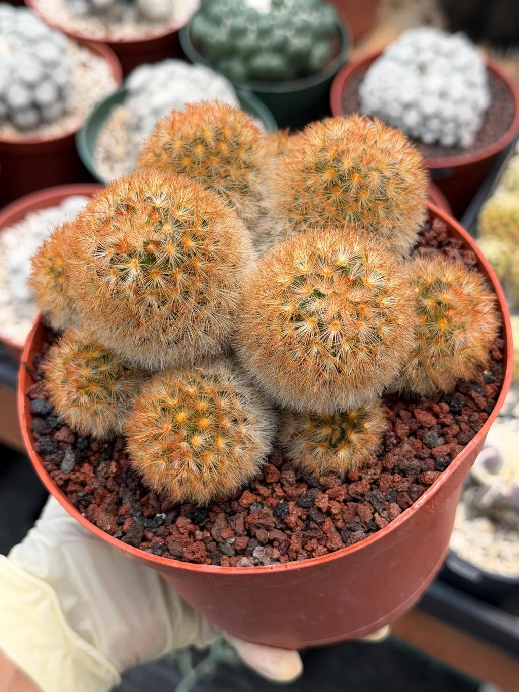 Mammillaria Carmenae Bronze Cluster #231 | Rare Cactus | 6" Live Plant