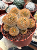 Mammillaria Carmenae Bronze Cluster #231 | Rare Cactus | 6" Live Plant