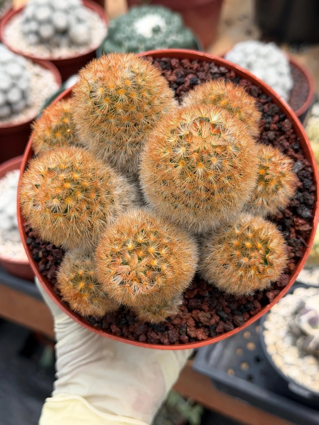 Mammillaria Carmenae Bronze Cluster #231 | Rare Cactus | 6" Live Plant