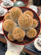Mammillaria Carmenae Bronze Cluster #231 | Rare Cactus | 6" Live Plant