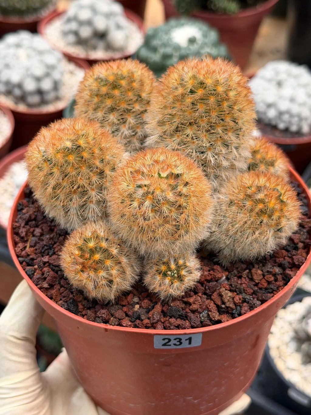 Mammillaria Carmenae Bronze Cluster #231 | Rare Cactus | 6" Live Plant