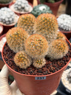 Mammillaria Carmenae Bronze Cluster #231 | Rare Cactus | 6" Live Plant