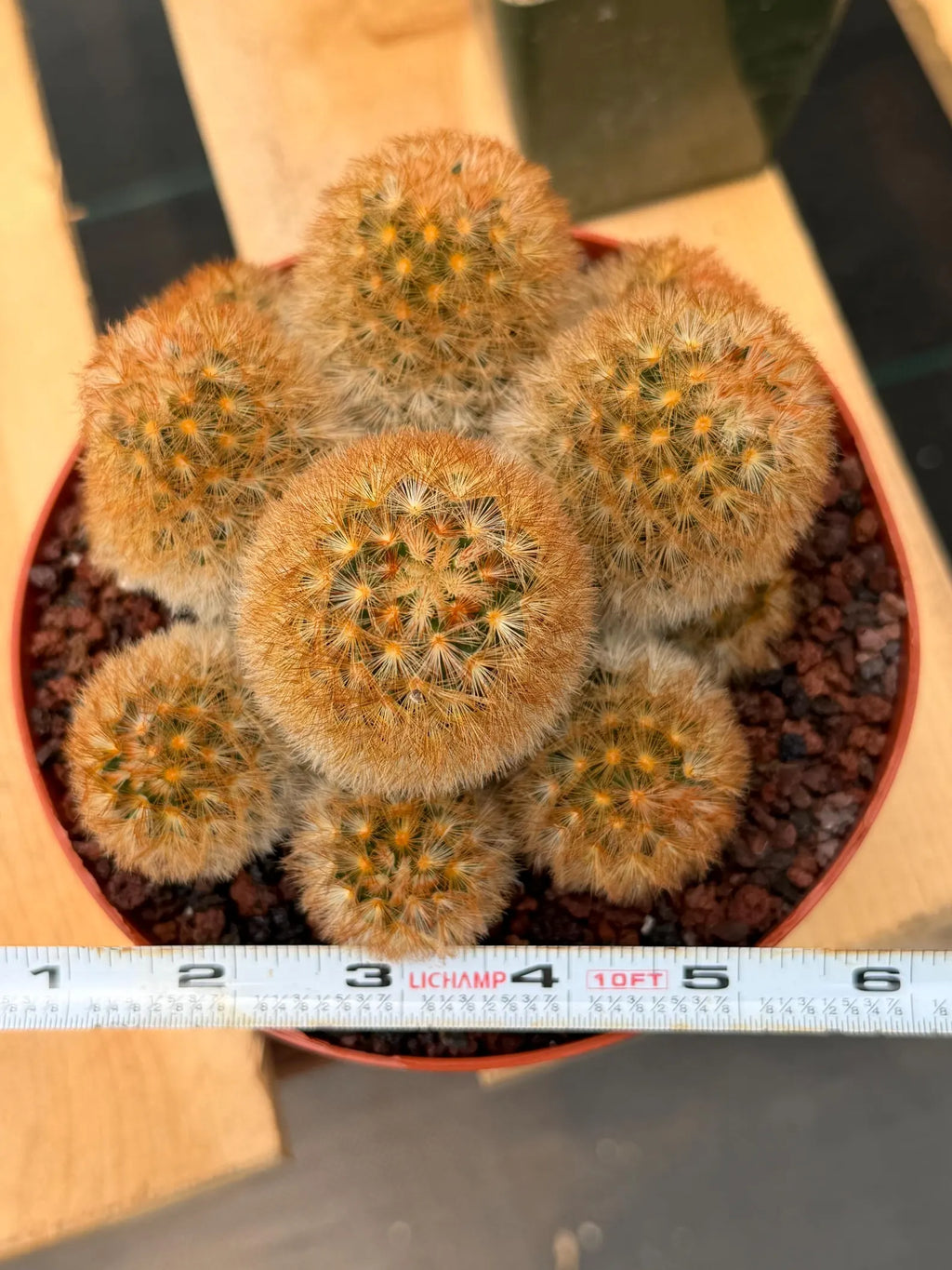 Mammillaria Carmenae Bronze Cluster #231 | Rare Cactus | 6" Live Plant