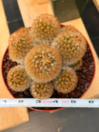 Mammillaria Carmenae Bronze Cluster #231 | Rare Cactus | 6" Live Plant