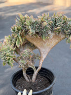Crested Aeonium Sunburst | Large Live Succulent