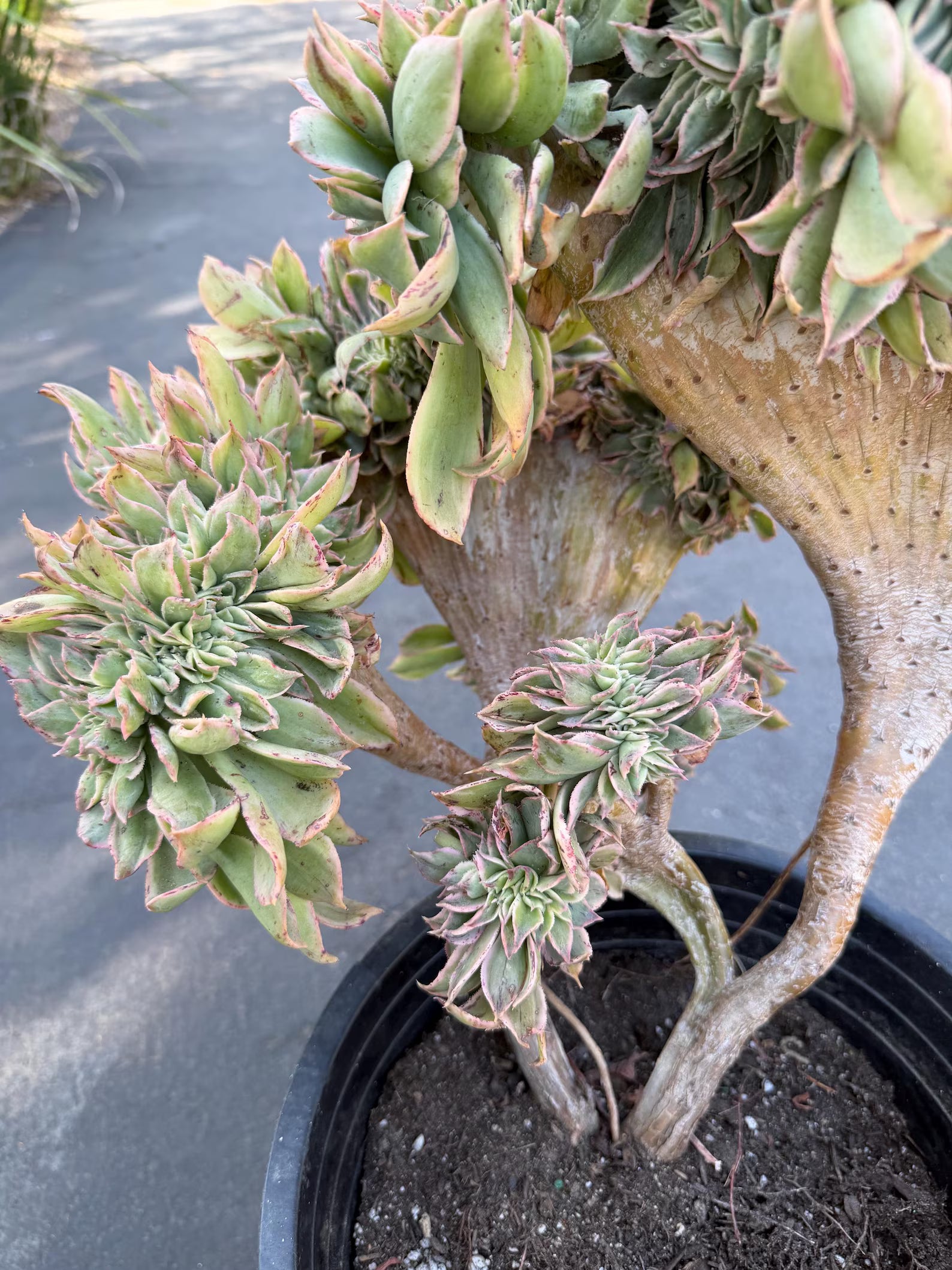 Crested Aeonium Sunburst | Large Live Succulent