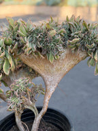 Crested Aeonium Sunburst | Large Live Succulent