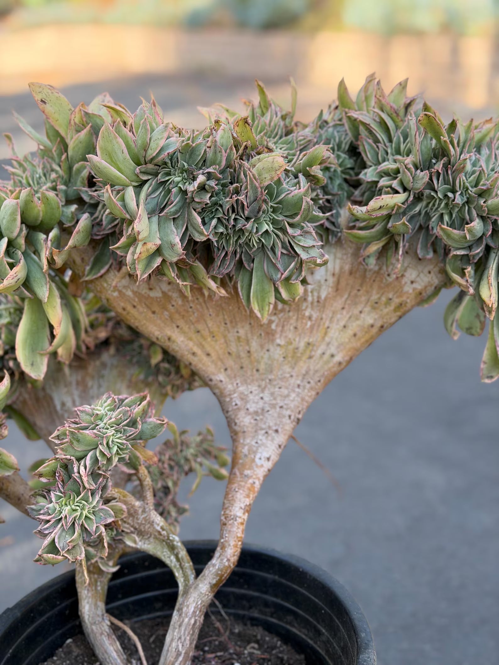 Crested Aeonium Sunburst | Large Live Succulent