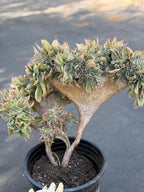 Crested Aeonium Sunburst | Large Live Succulent