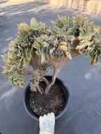 Crested Aeonium Sunburst | Large Live Succulent