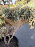 Crested Aeonium Sunburst | Large Live Succulent