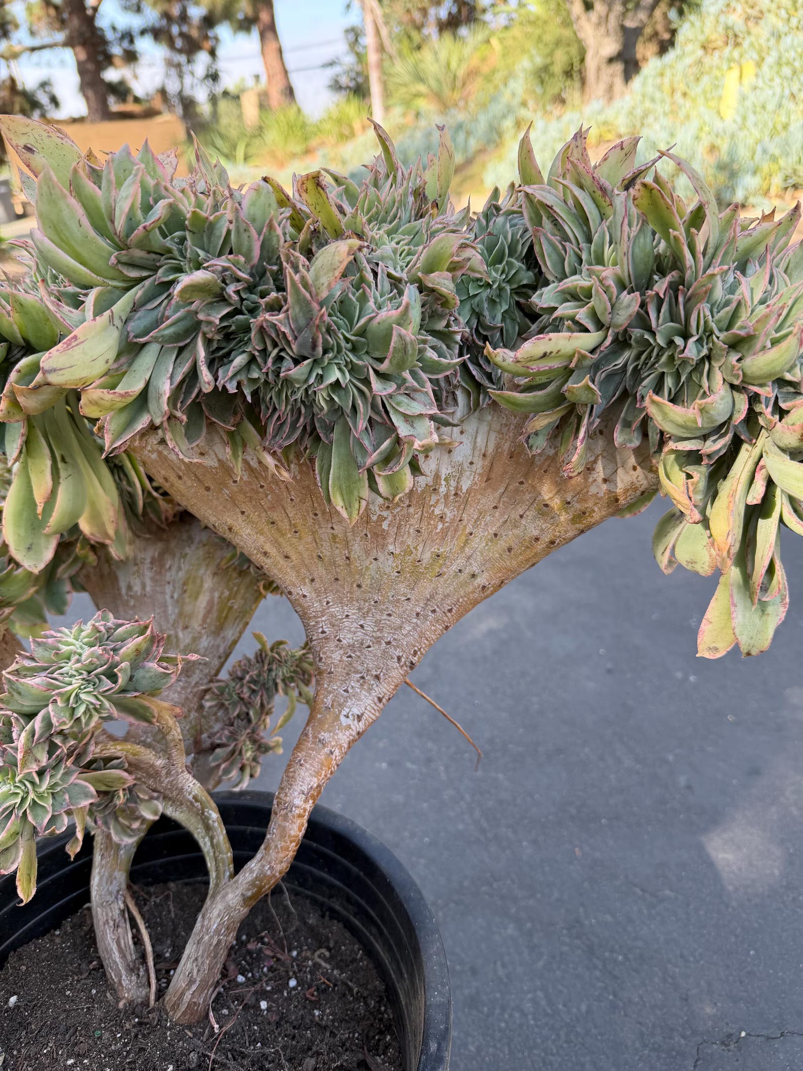 Crested Aeonium Sunburst | Large Live Succulent