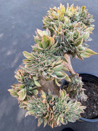 Crested Aeonium Sunburst | Large Live Succulent