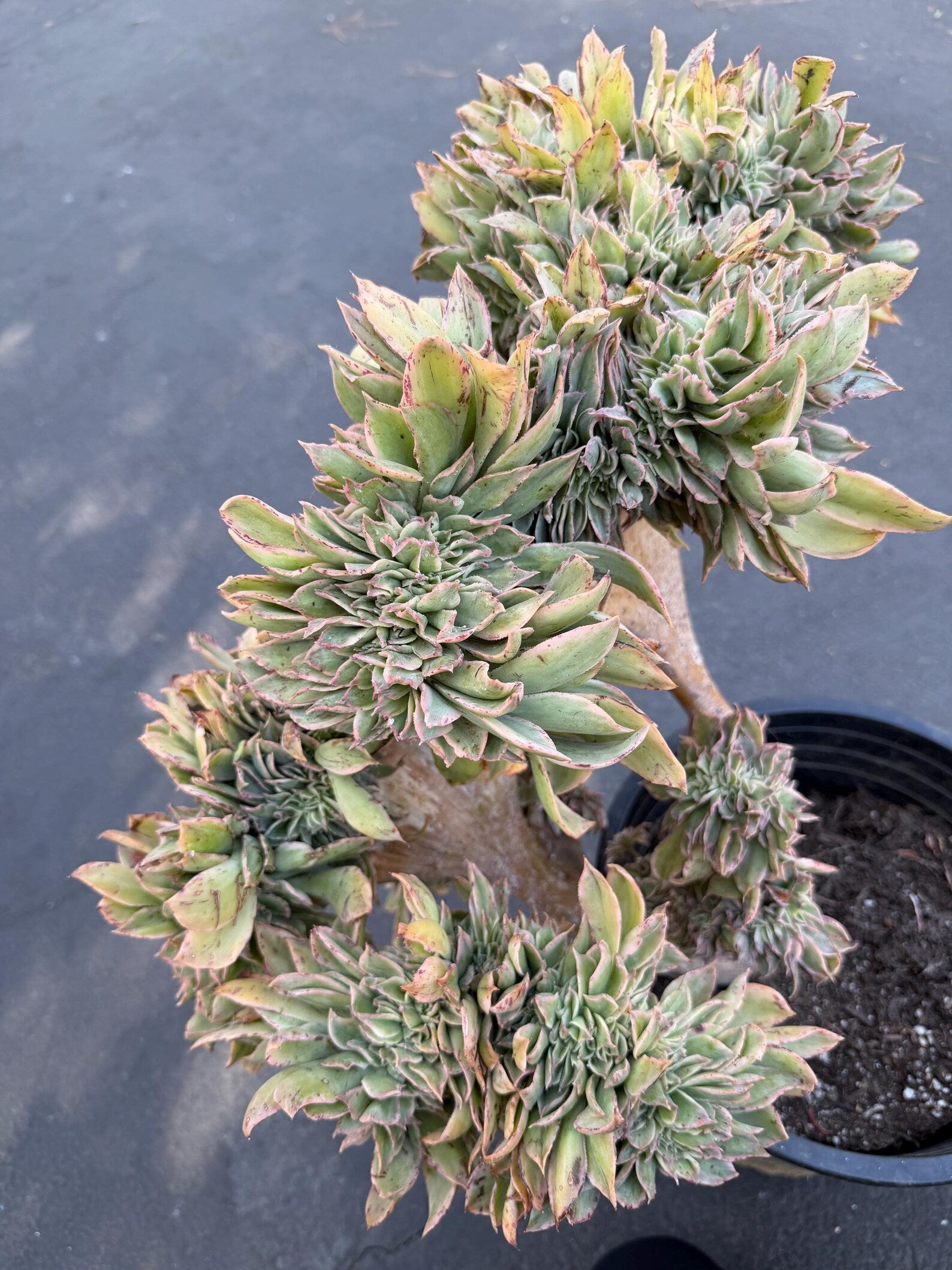 Crested Aeonium Sunburst | Large Live Succulent