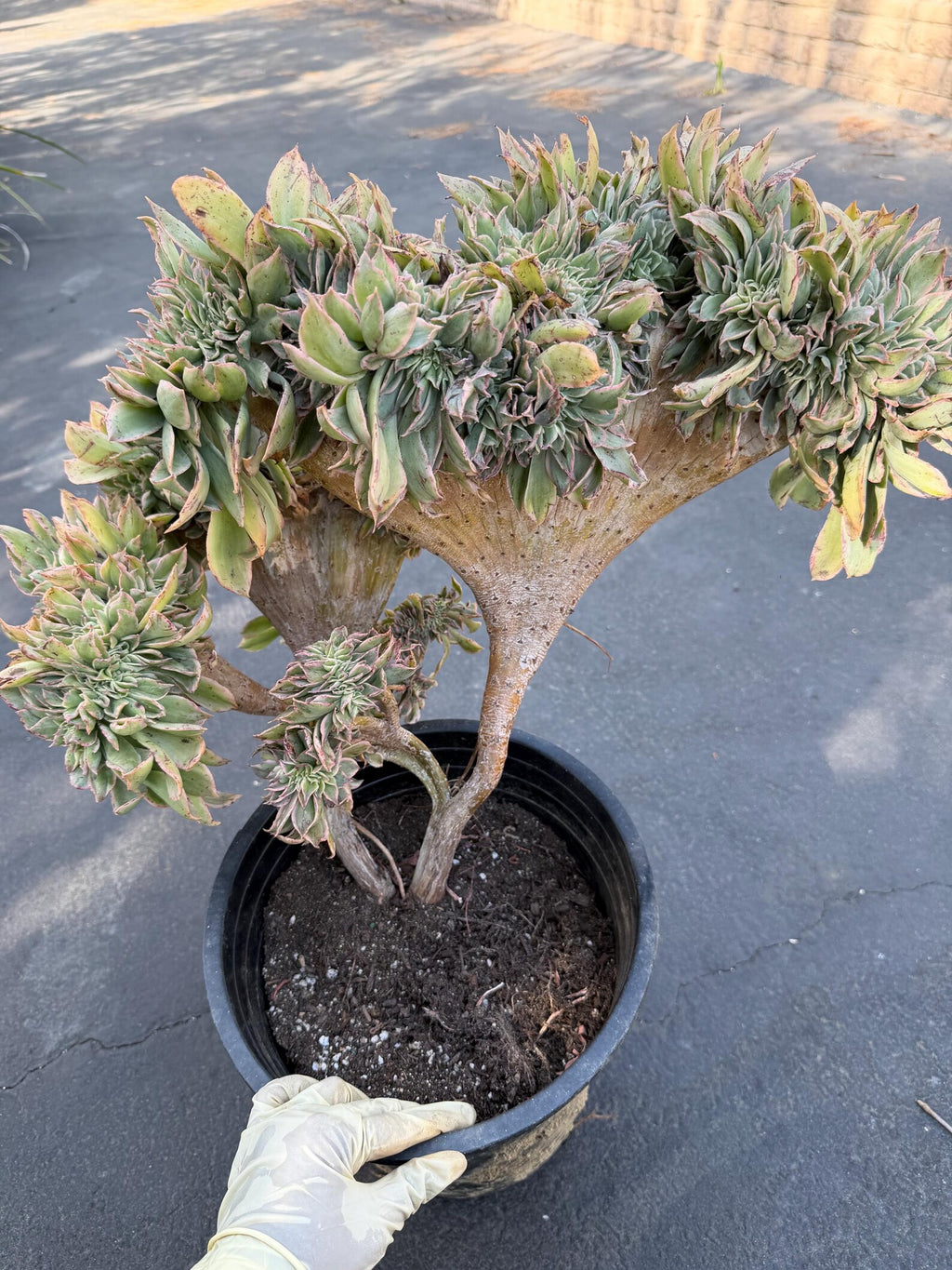 Crested Aeonium Sunburst | Large Live Succulent