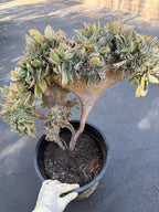 Crested Aeonium Sunburst | Large Live Succulent