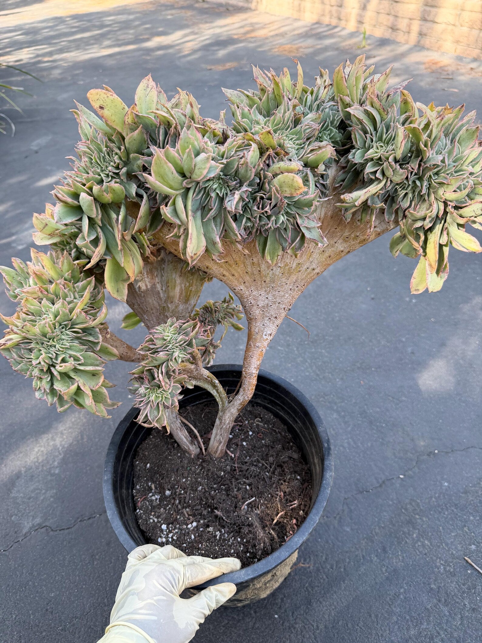 Crested Aeonium Sunburst | Large Live Succulent
