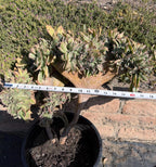 Crested Aeonium Sunburst | Large Live Succulent