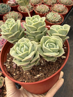 6” Graptoveria ‘Lovely Rose’ Cluster | Live Succulent Plant | Rare Rosette Succulent
