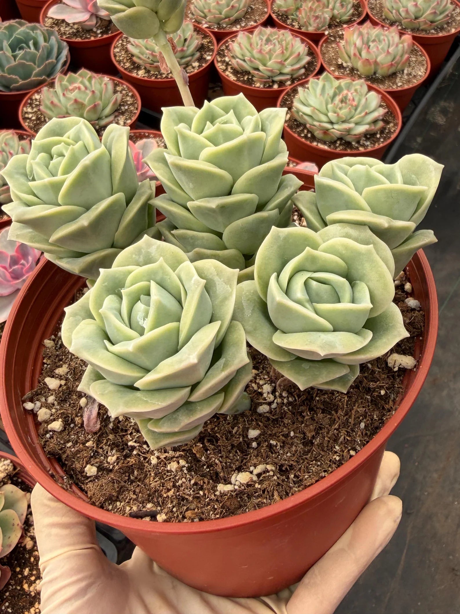 6” Graptoveria ‘Lovely Rose’ Cluster | Live Succulent Plant | Rare Rosette Succulent