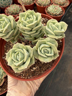 6” Graptoveria ‘Lovely Rose’ Cluster | Live Succulent Plant | Rare Rosette Succulent