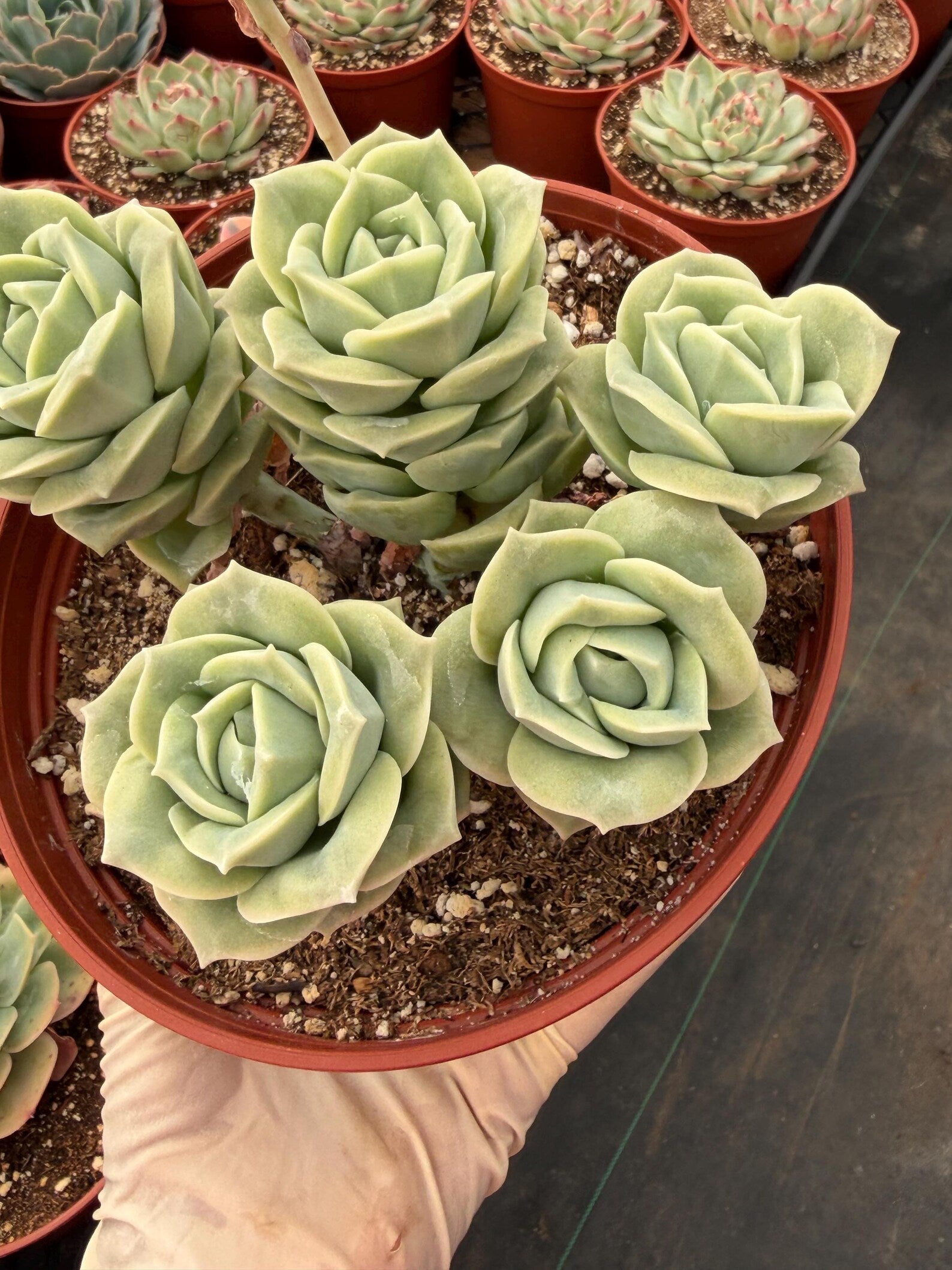 6” Graptoveria ‘Lovely Rose’ Cluster | Live Succulent Plant | Rare Rosette Succulent