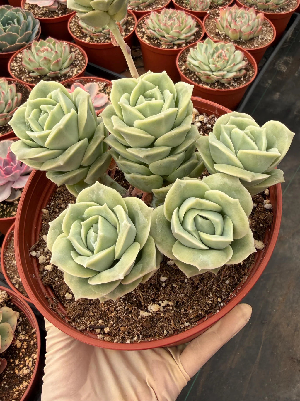 6” Graptoveria ‘Lovely Rose’ Cluster | Live Succulent Plant | Rare Rosette Succulent