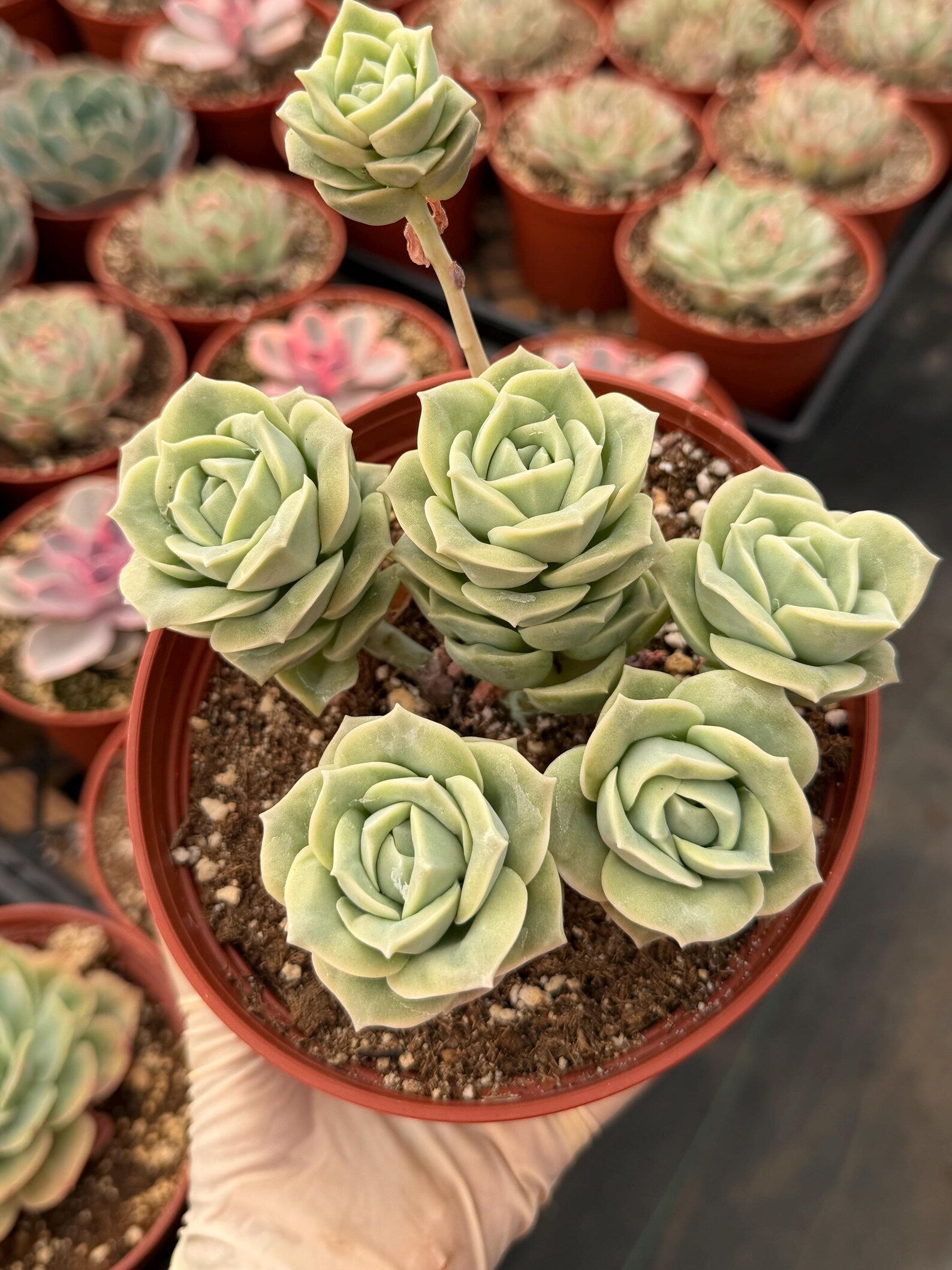 6” Graptoveria ‘Lovely Rose’ Cluster | Live Succulent Plant | Rare Rosette Succulent