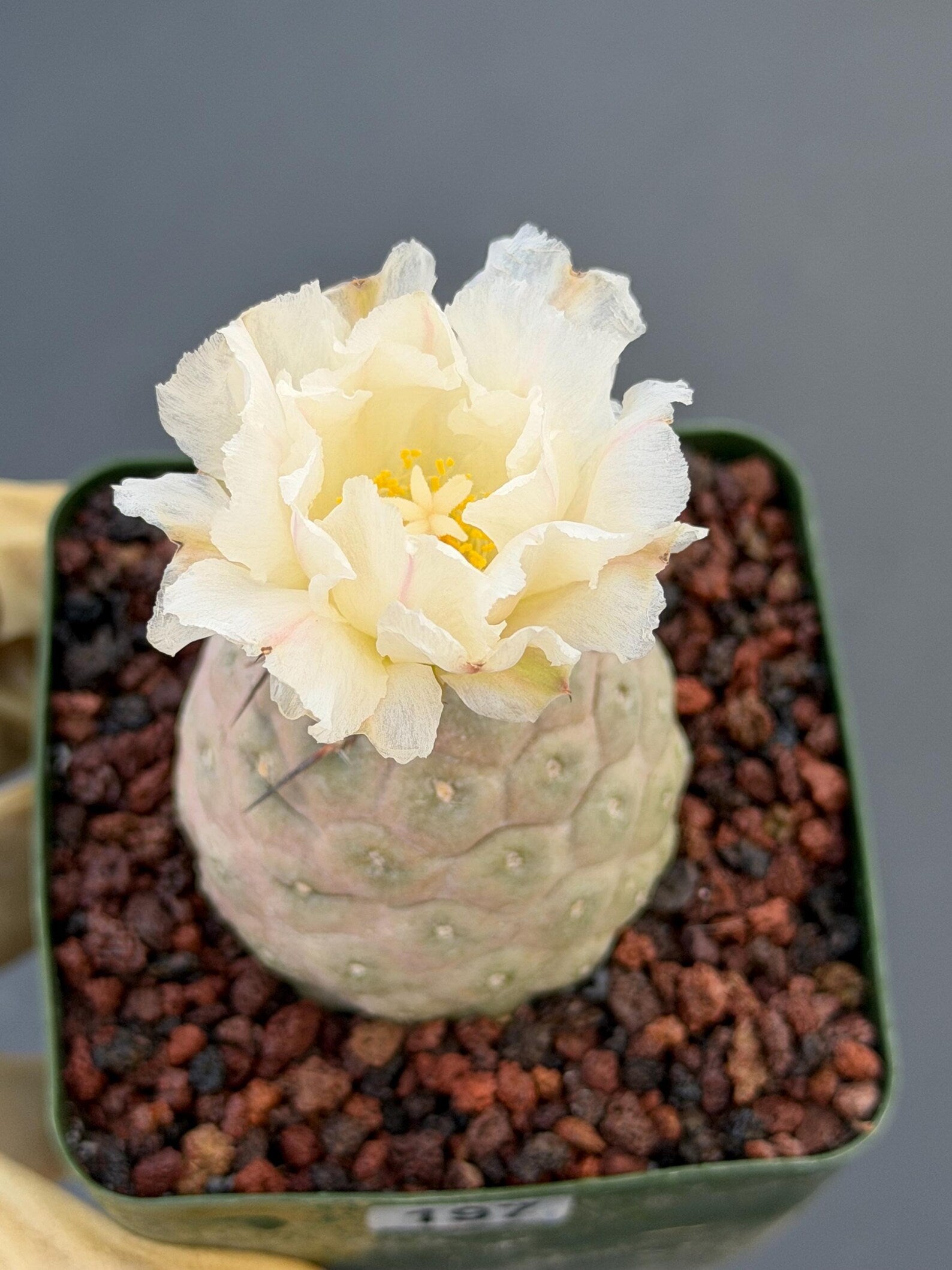 Tephrocactus Geometricus Cluster #197| Rare Live Cactus