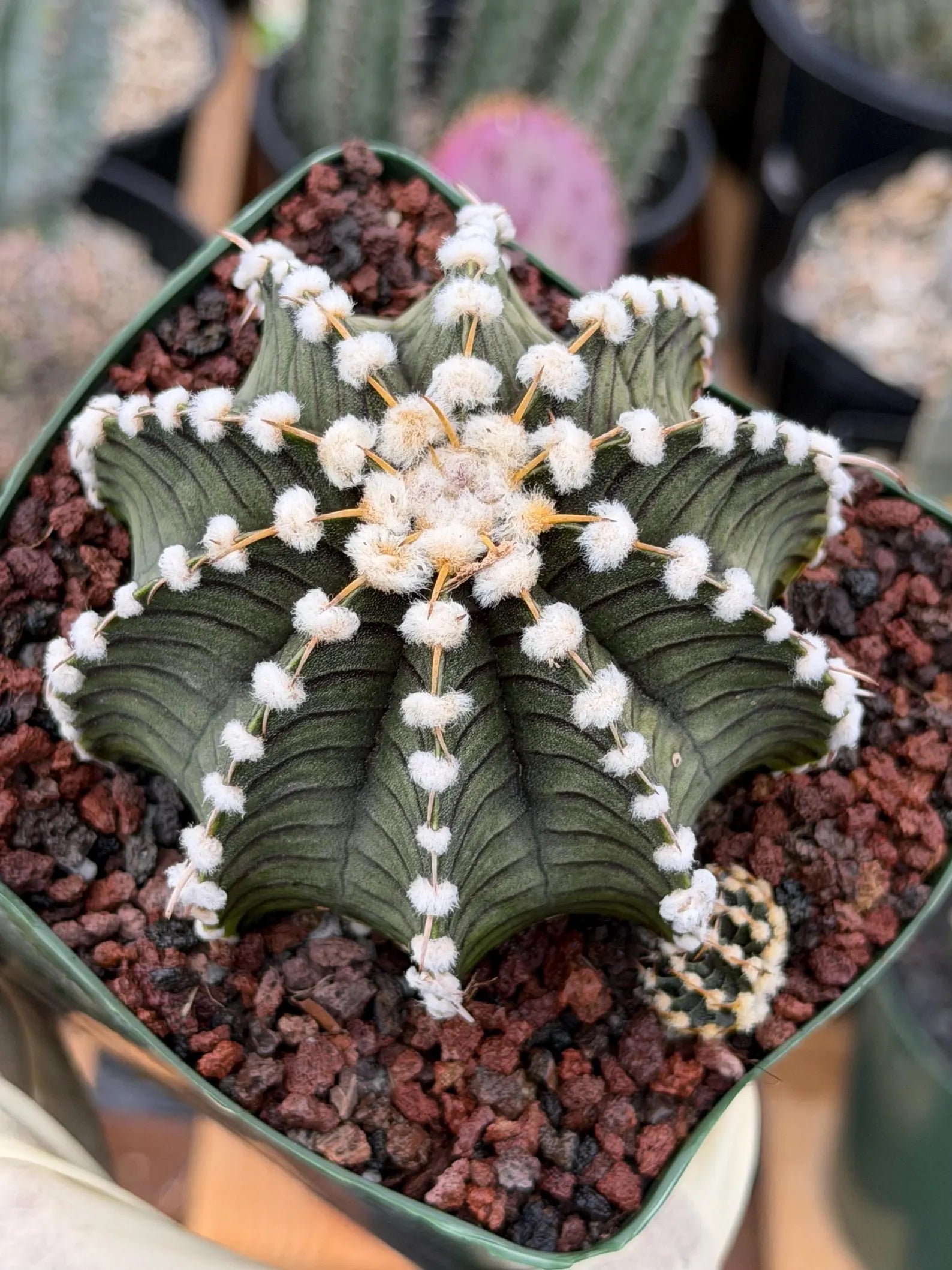 Gymnocalycium LB2178 with Pups #697 | Rare Live Cactus | Collector Cactus | Exact Plant | 4" Pot Reference