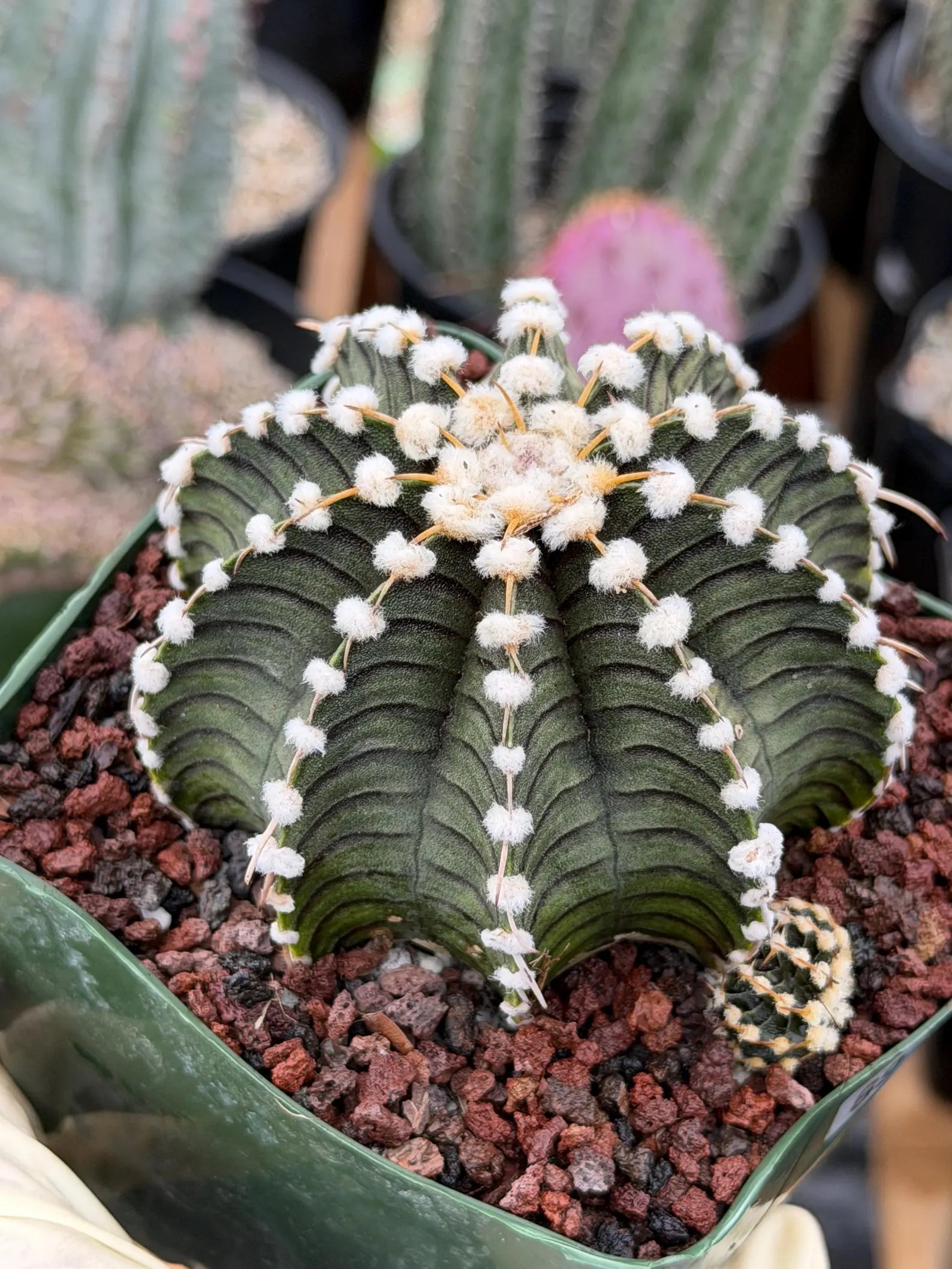 Gymnocalycium LB2178 with Pups #697 | Rare Live Cactus | Collector Cactus | Exact Plant | 4" Pot Reference