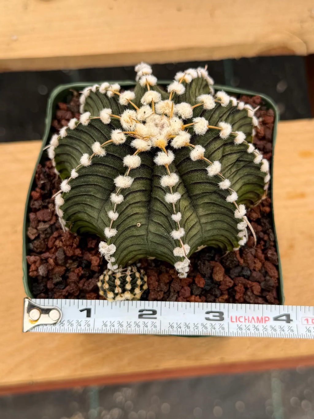 Gymnocalycium LB2178 with Pups #697 | Rare Live Cactus | Collector Cactus | Exact Plant | 4" Pot Reference