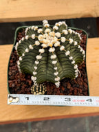 Gymnocalycium LB2178 with Pups #697 | Rare Live Cactus | Collector Cactus | Exact Plant | 4" Pot Reference