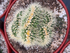 Crested Golden Barrel Cactus, Rare Cactus | Large Plant