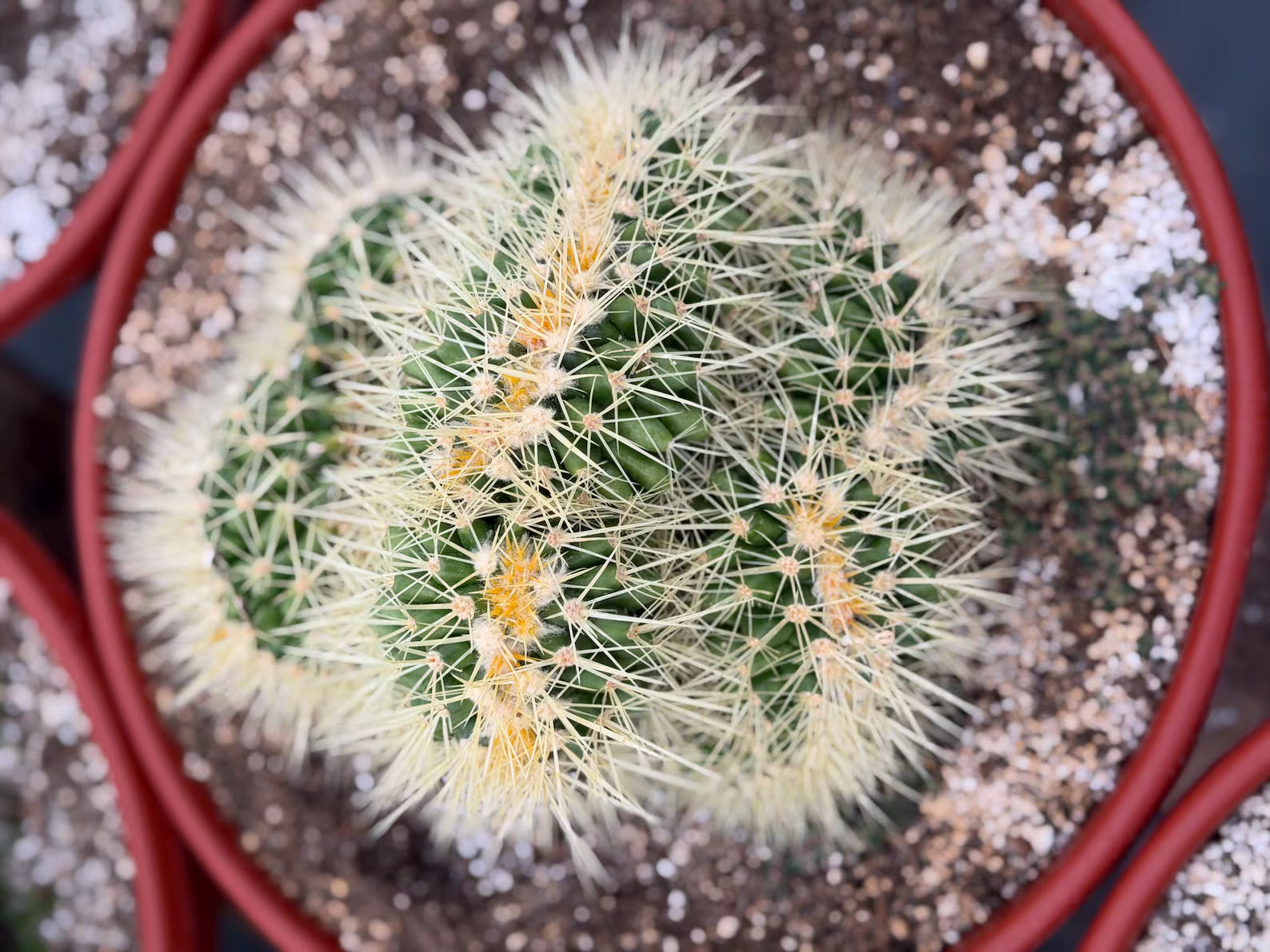 Crested Golden Barrel Cactus, Rare Cactus | Large Plant