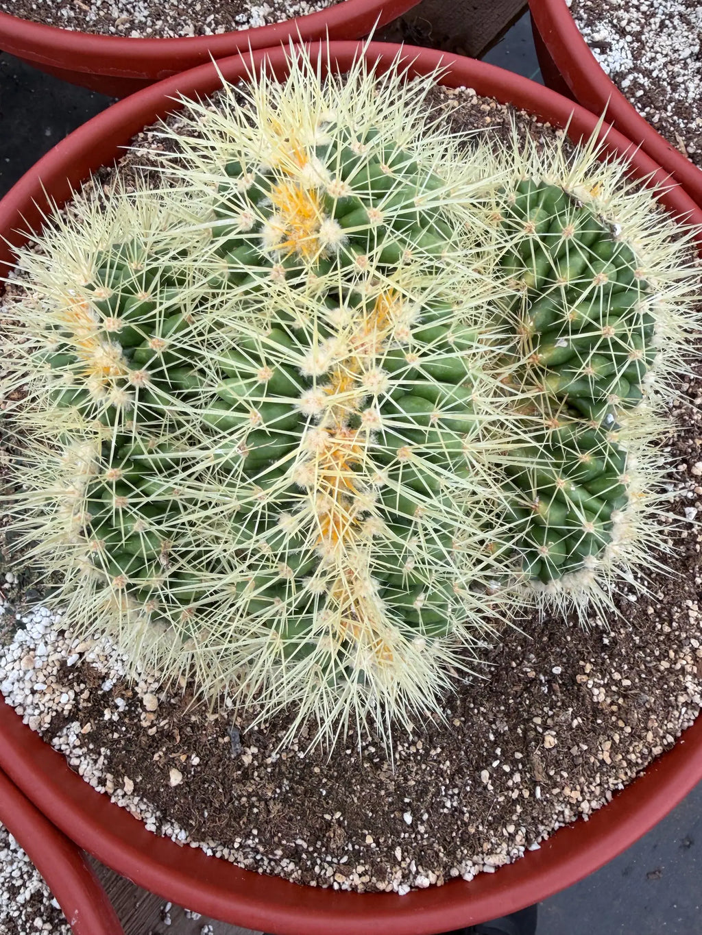 Crested Golden Barrel Cactus, Rare Cactus | Large Plant