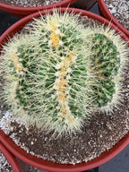 Crested Golden Barrel Cactus, Rare Cactus | Large Plant