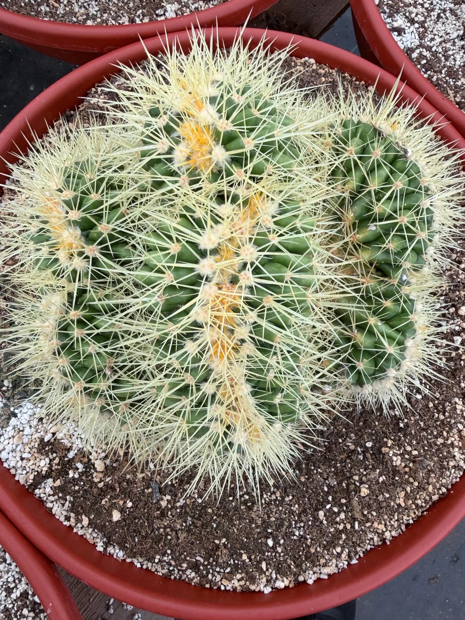 Crested Golden Barrel Cactus, Rare Cactus | Large Plant