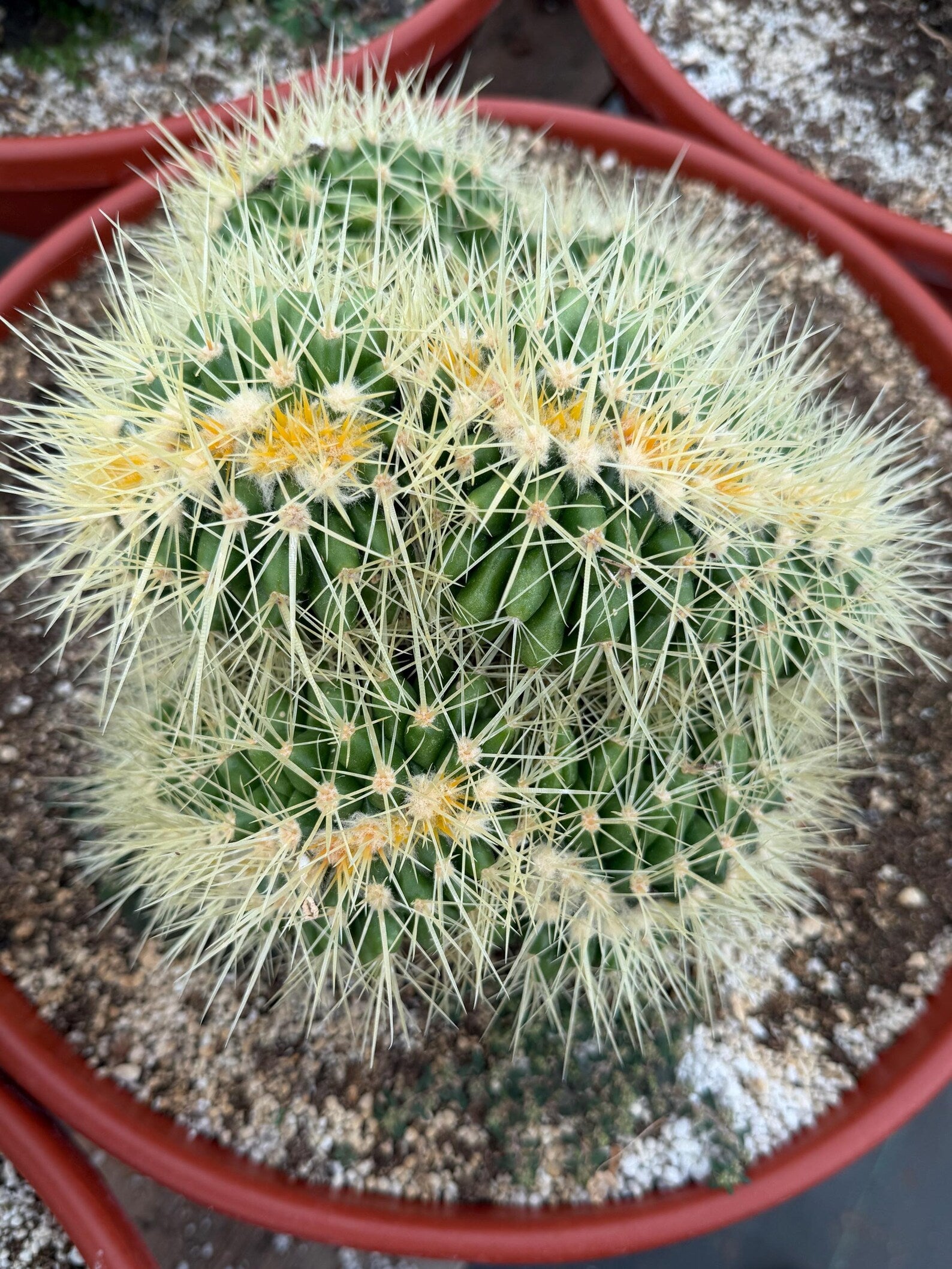 Crested Golden Barrel Cactus, Rare Cactus | Large Plant