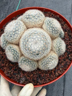 Mammillaria Candida Cluster #743