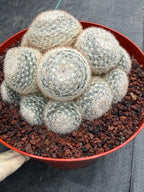 Mammillaria Candida Cluster #743