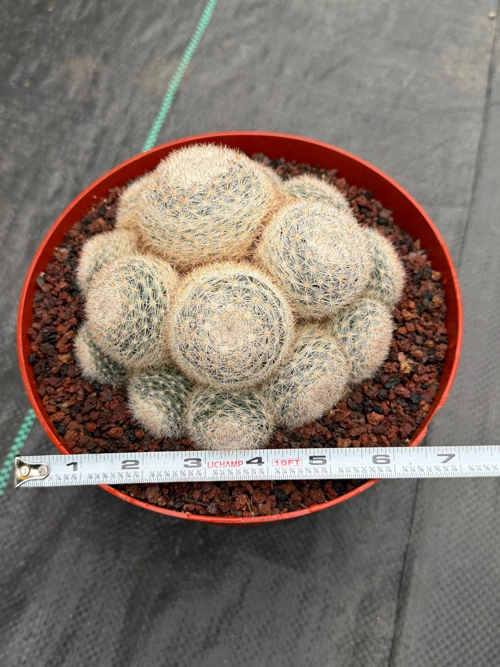 Mammillaria Candida Cluster #743