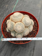 Mammillaria Candida Cluster #743