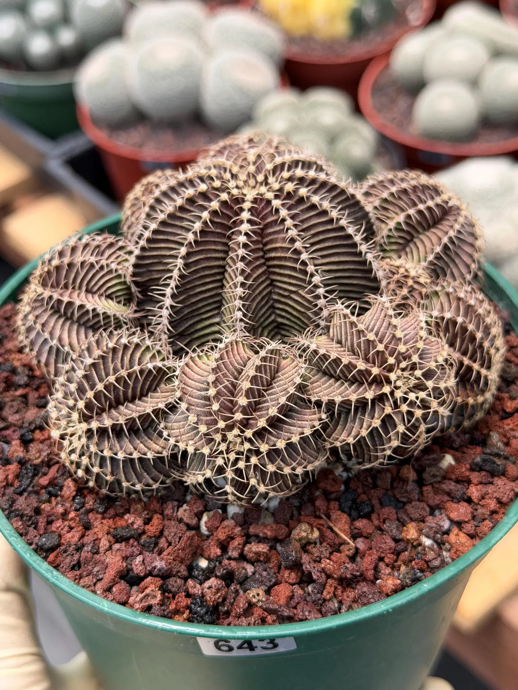 Gymnocalycium R9001 Cluster | Rare Live Cactus Plant 6"