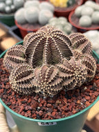 Gymnocalycium R9001 Cluster | Rare Live Cactus Plant 6"
