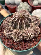 Gymnocalycium R9001 Cluster | Rare Live Cactus Plant 6"