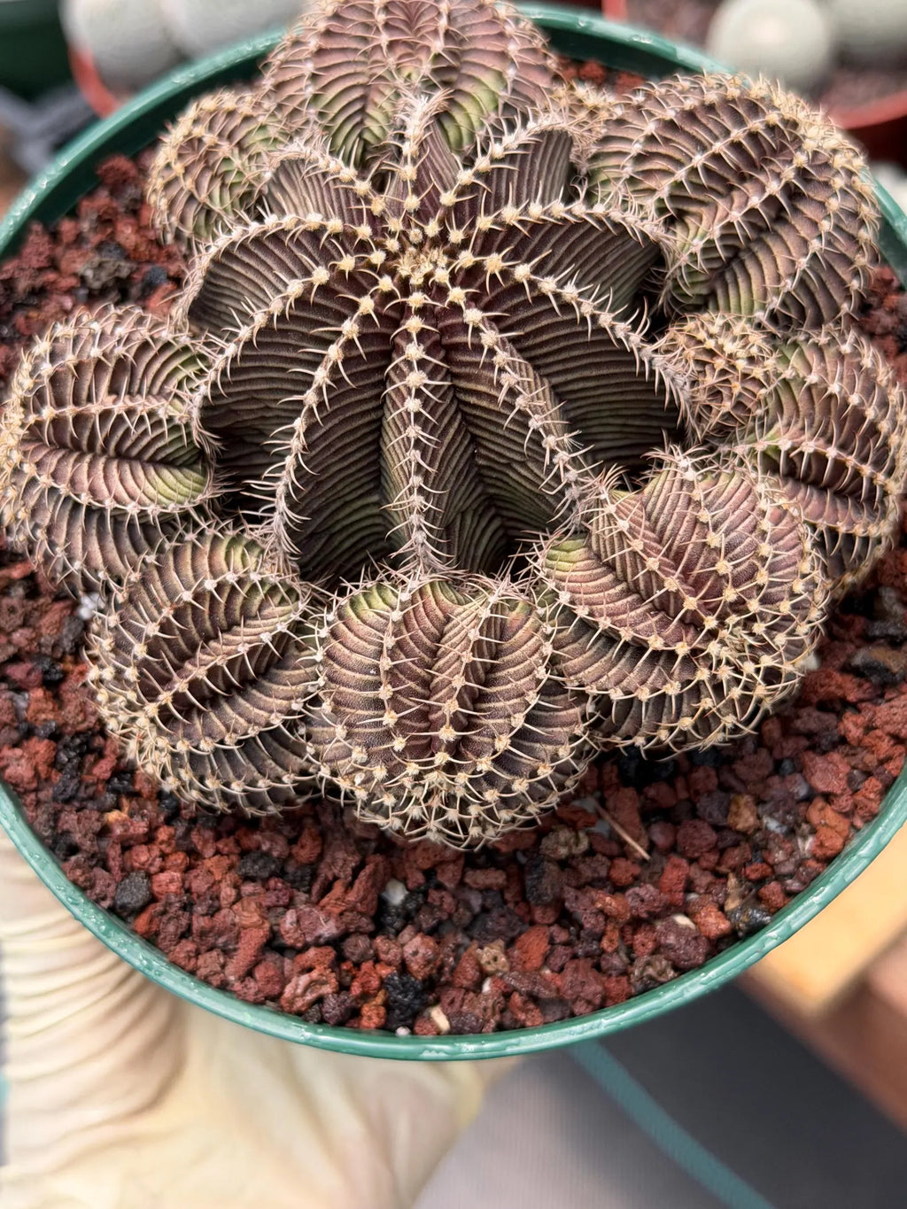 Gymnocalycium R9001 Cluster | Rare Live Cactus Plant 6"