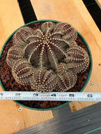 Gymnocalycium R9001 Cluster | Rare Live Cactus Plant 6"