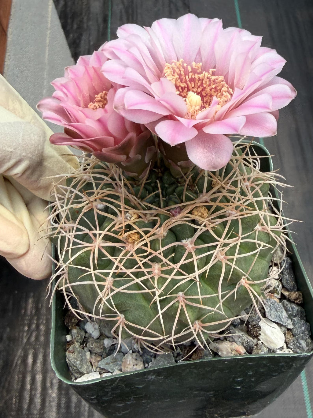 Gymnocalycium Golden Spine | Rare Seed Grown Live Cactus Plant